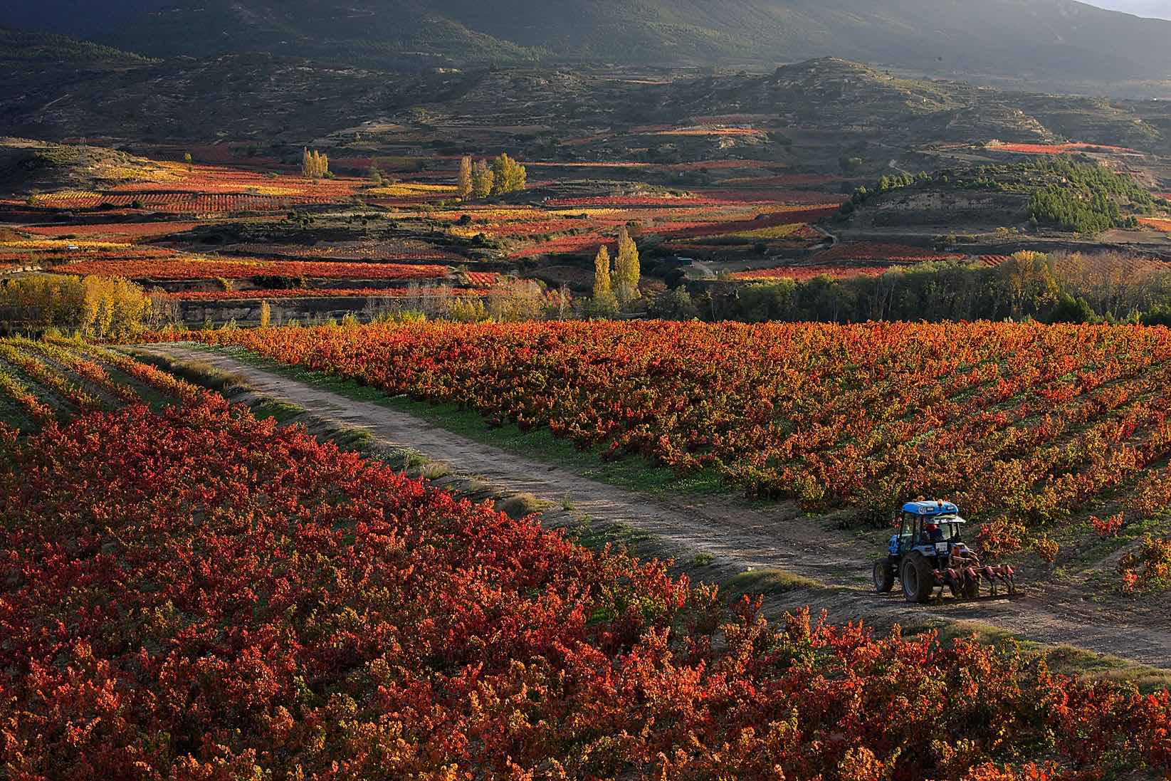 Viñas en otoño, Rioja Alta, DOC Rioja, Haro, la Rioja
